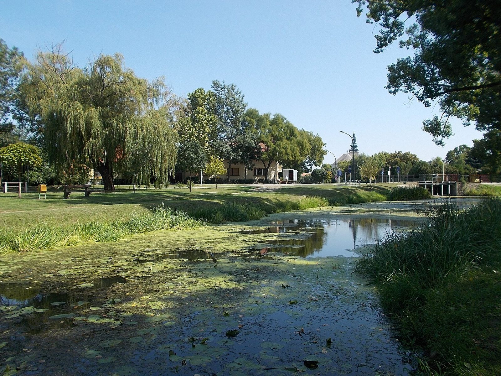 The Zagyva and its willows on Margit Island in Jászberény