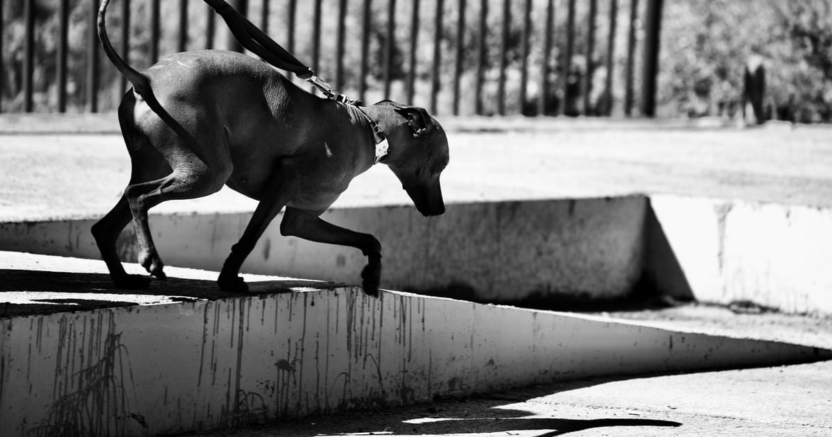 Dog Leash Etiquette: Passing Other Dogs on Narrow Sidewalks