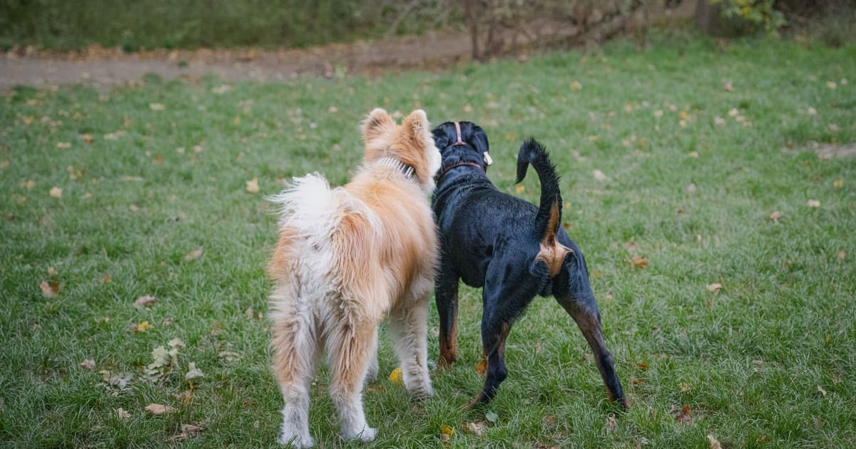 How to Use a Dog Walking App to Find Local Pack Walks