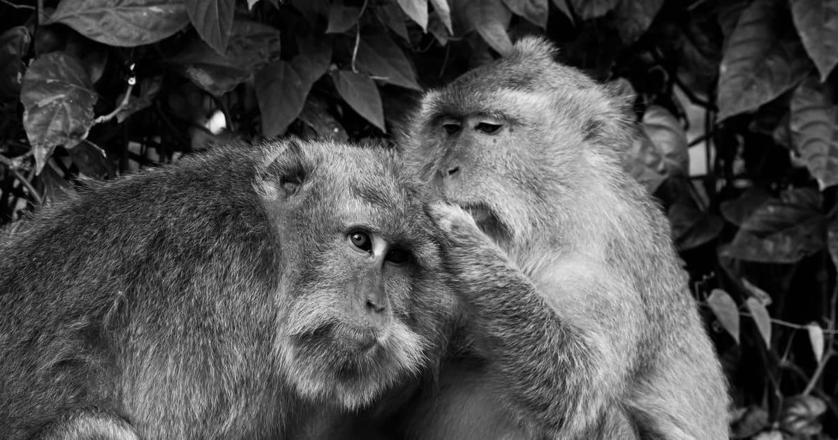 Ubud Monkey Forest Audio Walking Tour (Self-Guided)