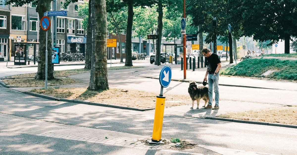 Walking a Reactive Dog: How to Stop Dreading Your Daily Walks