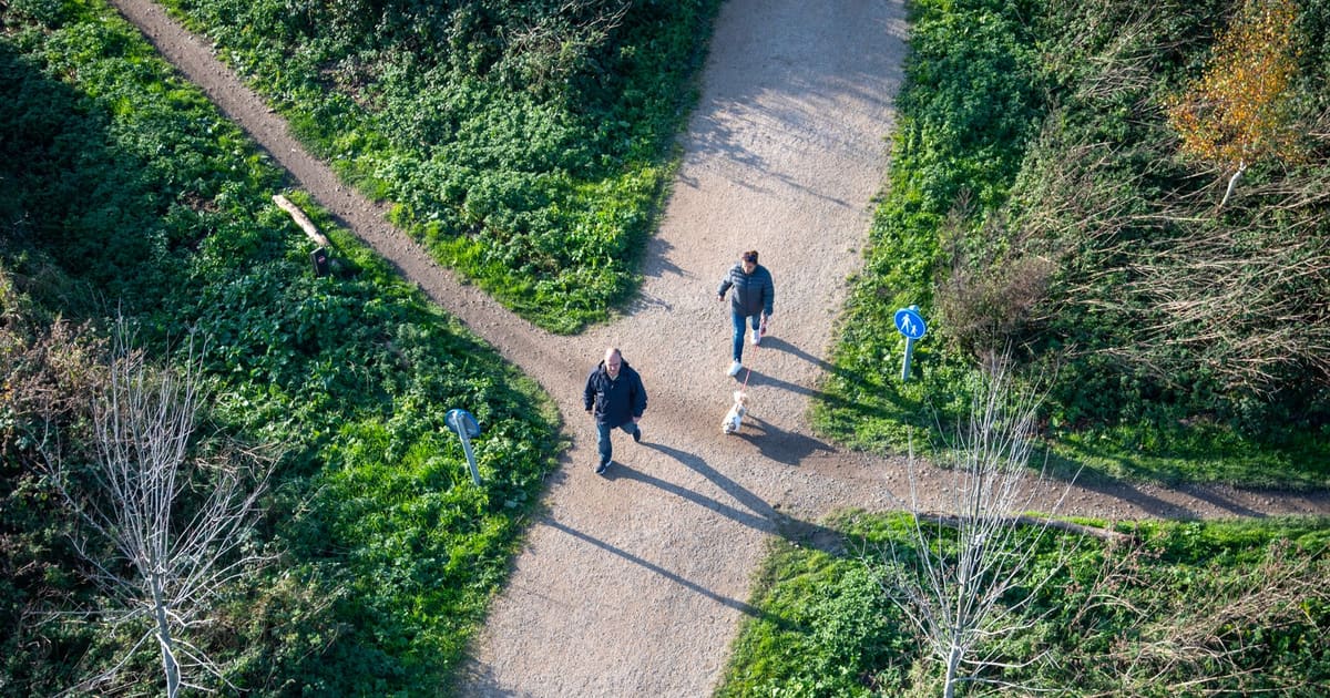 Best Walking Surfaces for Dogs