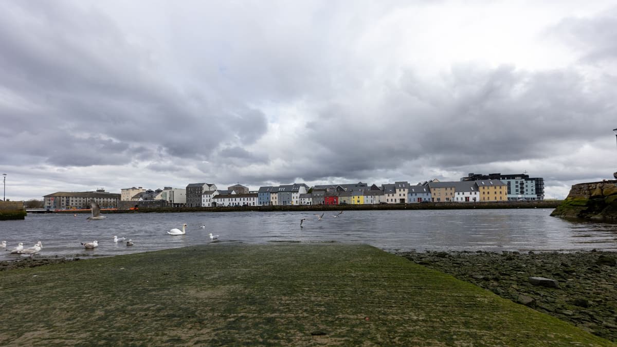 Swans on Galway's waterfront