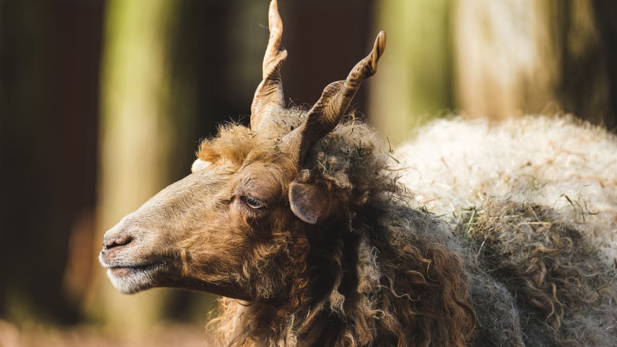 Ein Racka-Schaf, die Rasse, aus deren Wolle die Bunda der Hirten gemacht wurde