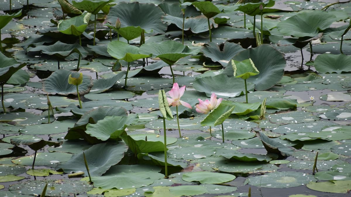 Estanque del Loto, Kaohsiung