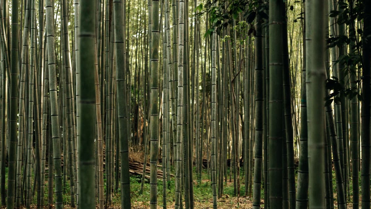 A bamboo grove