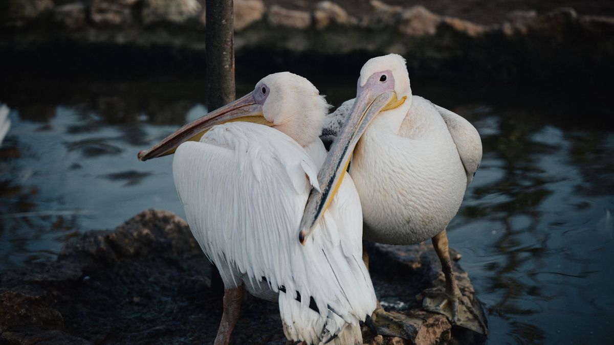 st james park pelicans