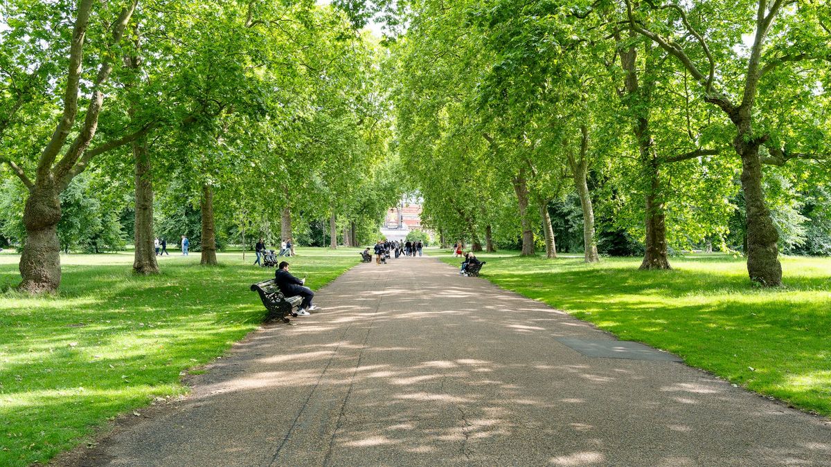 green park london trees