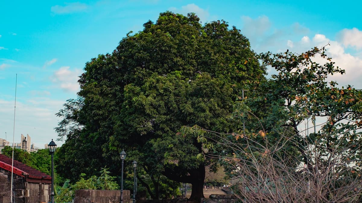 un sendero en Intramuros