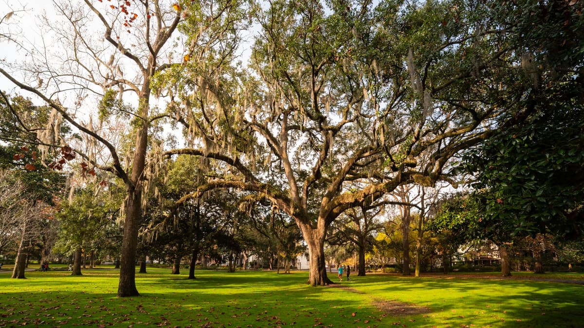 New Orleans oak trees street