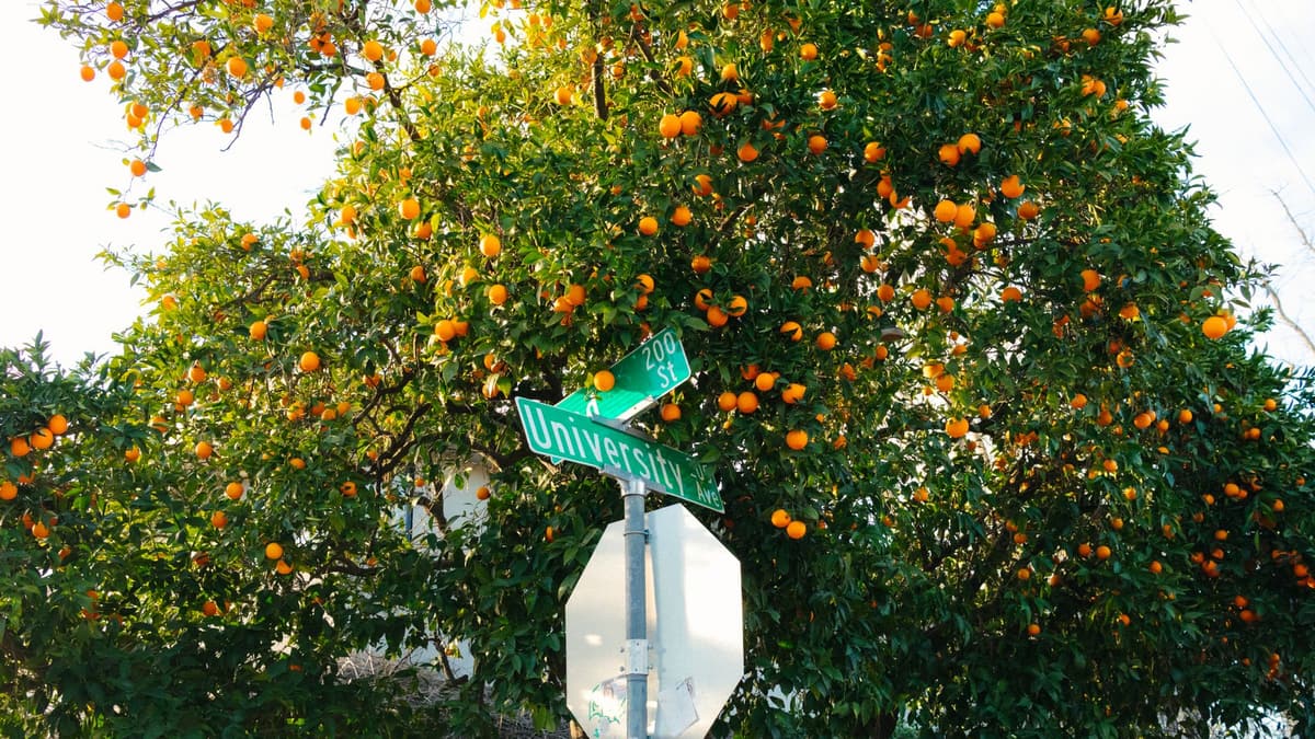 neighborhood park California