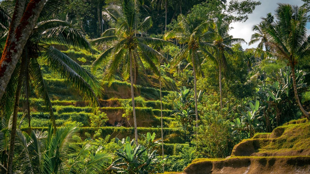 Rizières en terrasses près d'Ubud