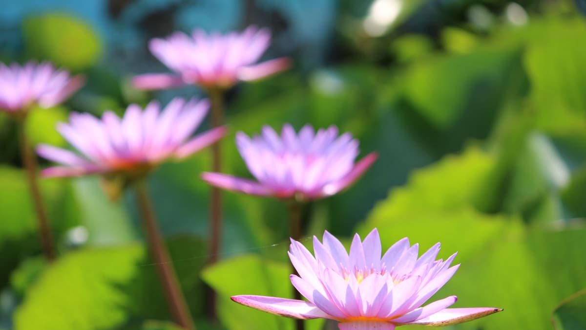 Lotus flowers