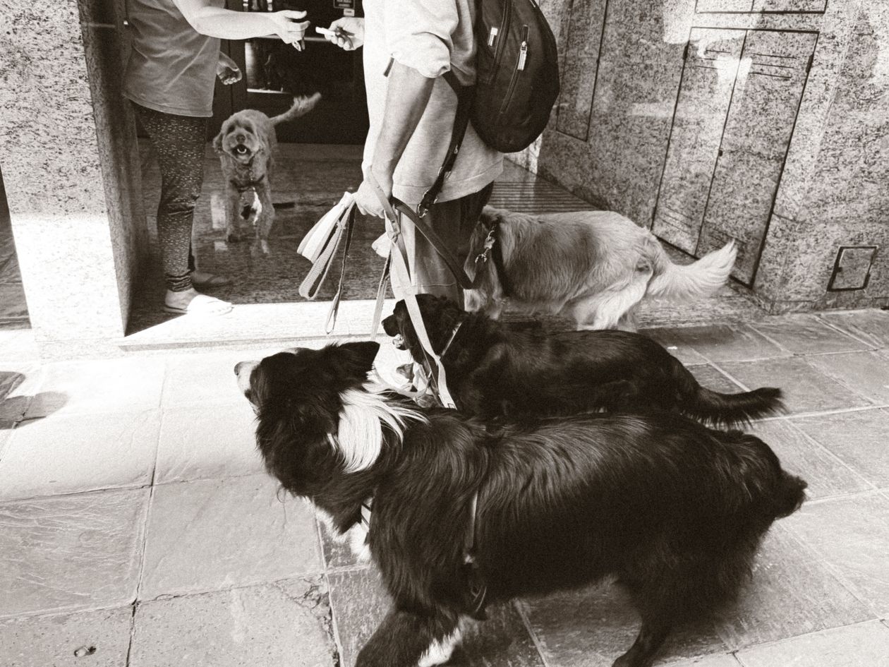 A dog walker with three dogs on leads at a doorway