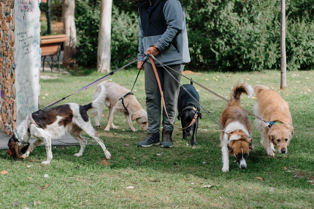 A dog walker with a group of dogs on leads in a park