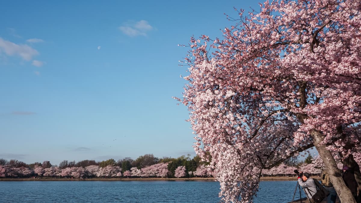 Jefferson Memorial Tidal Basin